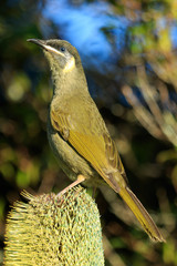 Lewin's Honeyeater in Australia