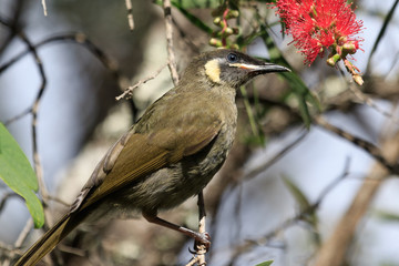 Lewin's Honeyeater in Australia