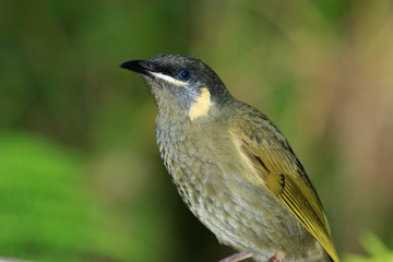 Lewin's Honeyeater in Australia