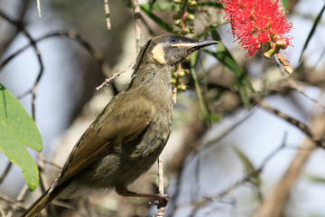 Lewin's Honeyeater in Australia