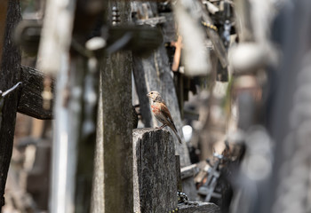 Bird on Hill of Crosses