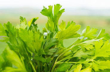 Close-up photo of parsley and blurred background