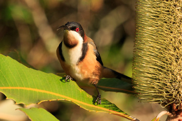 Eastern Spinebill in Australia
