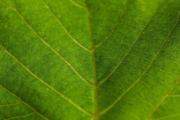 Bright green leaf closeup. Texture, direction.