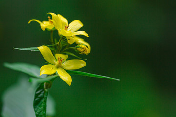 Fototapeta na wymiar Delicate flower in the northern forest. Close-up, shallow depth of field and rich green background.