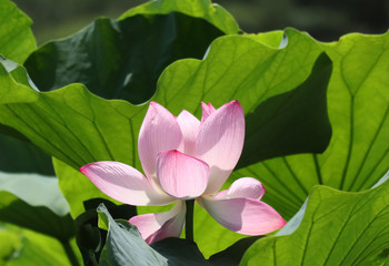 Fototapeta premium 蓮開く