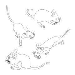 Coloring. Pet Rat. Decorative rat. Domestic rat. cute Rat. cute Pet