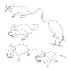 Coloring. Pet Rat. Decorative rat. Domestic rat. cute Rat. cute Pet