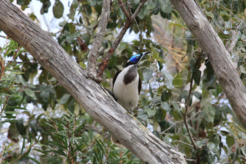 Blue Faced Honeyeater in Australia