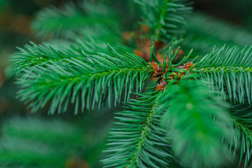 The young shoots ate in the northern forest. Shallow depth of field, fresh saturated green color.