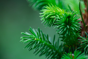 The young shoots ate in the northern forest. Shallow depth of field, fresh saturated green color.