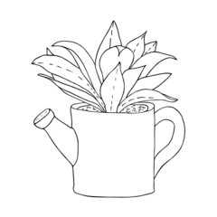 Houseplant in a watering can. Succulent home flower in a pot hand drawn vector sketch