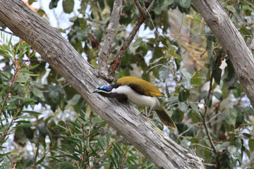 Blue Faced Honeyeater in Australia