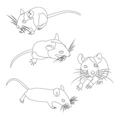 Coloring. Pet Rat. Decorative rat. Domestic rat. cute Rat. cute Pet