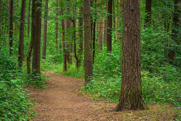 The path among the bushes in the pine forest.