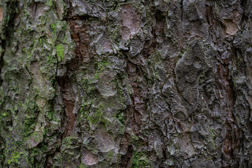 Pine bark, lichen. Close-up, shallow depth of field.