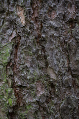 Pine bark, lichen. Close-up, shallow depth of field.
