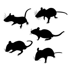 Silhouette. Pet Rat. Decorative rat. Domestic rat. cute Rat. cute Pet