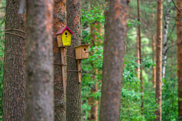 Birdhouse on the pine. House for birds close-up.