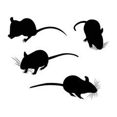 Silhouette. Pet Rat. Decorative rat. Domestic rat. cute Rat. cute Pet