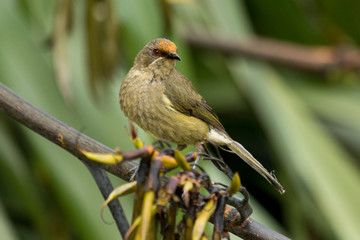New Zealand Bellbird