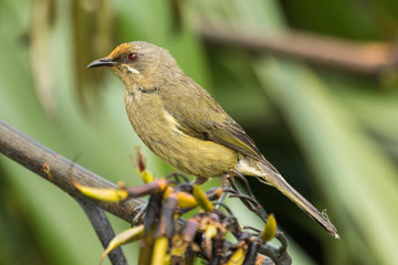 New Zealand Bellbird