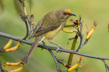 New Zealand Bellbird