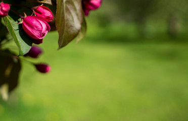 Spring blossom background. Spring blooming. Apple tree blossom with pink flowers.