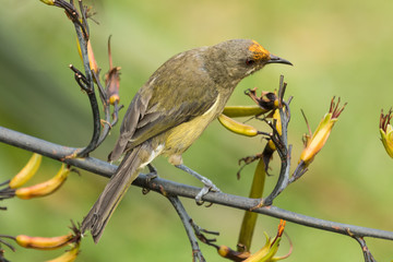 New Zealand Bellbird