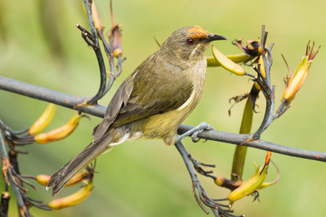 New Zealand Bellbird