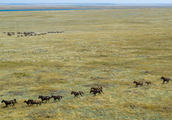 Fototapeta na wymiar Group Of Mustangs Galloping In The Steppe In Russia