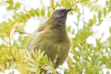 New Zealand Bellbird