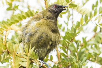 New Zealand Bellbird