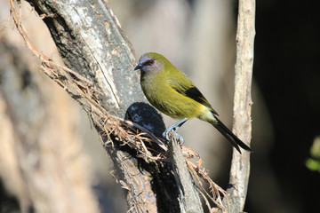 New Zealand Bellbird