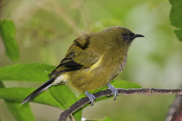 New Zealand Bellbird
