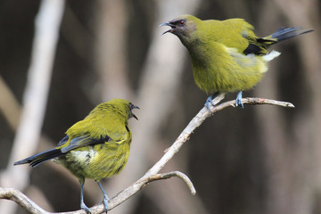 New Zealand Bellbird
