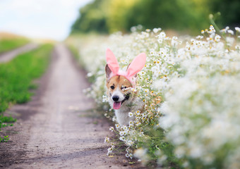  cute happy puppy dog red Corgi in festive Easter pink rabbit ears on meadow peeps out from white...