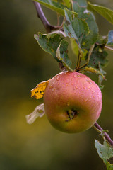 Ein Apfel hängt an einem Apfelbaum