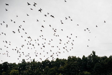 flock of birds