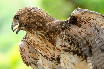 red-tailed hawk or Buteo jamaicensis close-up portrait