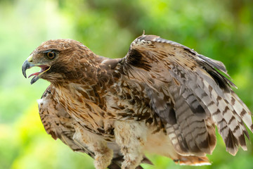 red-tailed hawk or Buteo jamaicensis close-up portrait