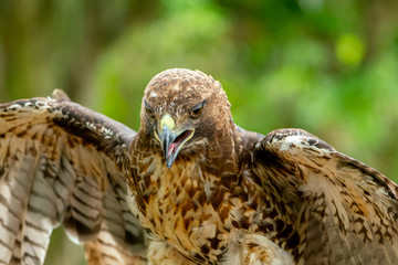 red-tailed hawk or Buteo jamaicensis close-up portrait