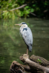 Beautiful common grey heron at a small lake in Germany at Summer time and sunny day, closeup, details