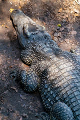 Crocodile or alligator close-up portrait