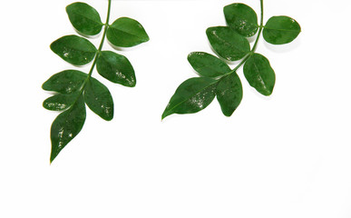 Fototapeta premium natural small green leaves of acacia on a white background