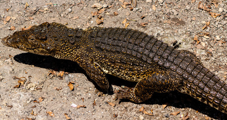 Crocodile or alligator close-up portrait