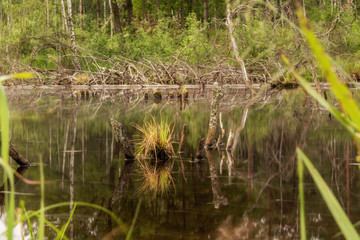 Wild landscape at a bog park in Bavaria
