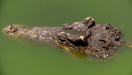 Crocodile or alligator close-up portrait