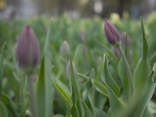 Purple tulip not opened, closed tulips