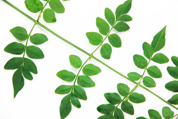 Fototapeta na wymiar natural small green leaves of acacia on a white background